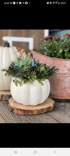 some white pumpkins sitting on top of a wooden table next to potted plants