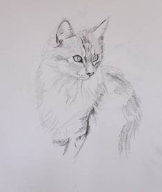 a pencil drawing of a cat with blue eyes