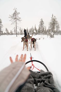 two dogs pulling a person on a sled in the snow