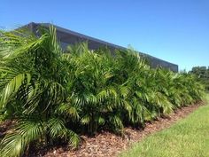 a row of palm trees in front of a building on the side of a road