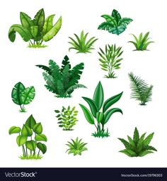 various types of plants and leaves on a white background, set of different shapes and sizes