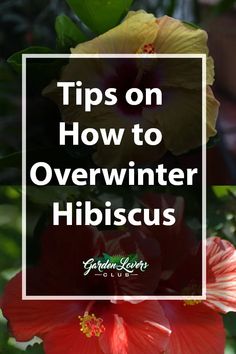 flowers with the words tips on how to overwint hibiscus