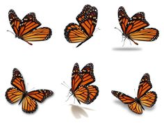 several orange butterflies flying in the air with their wings spread out and facing different directions