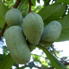 some green fruit hanging from a tree branch