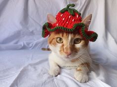 an orange and white cat wearing a knitted strawberry hat