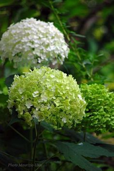 two white and green flowers in the woods