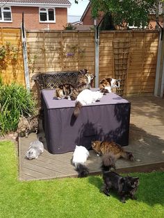 a group of cats sitting on top of a purple box in the grass next to a fence