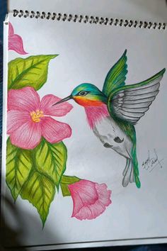 a drawing of a hummingbird feeding from a pink flower with green leaves and petals