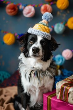 a black and white dog wearing a knitted hat sitting next to a gift box