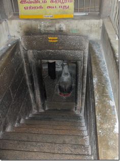 a dog is standing in the doorway of a building with stairs leading up to it