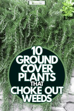 10 Ground Cover Plants That Choke Out Weeds - GardenTabs.com Boulders Landscaping, Trees Landscaping, Garden Wallpaper, Landscaping With Large Rocks, Rock Garden Landscaping, Ground Cover Plants, Garden Yard Ideas, Landscaping Plants, Ground Cover