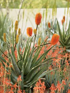 an image of some plants that are blooming in the wild together with orange flowers