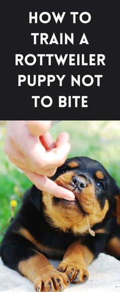 a puppy being petted by its owner with the words how to train a rotweiler puppy not to bite