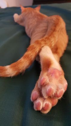 an orange and white cat laying on top of a green bed sheet with its paw stretched out