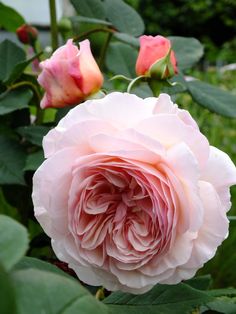 a pink flower with green leaves in the background