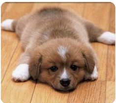 a brown and white puppy laying on top of a wooden floor