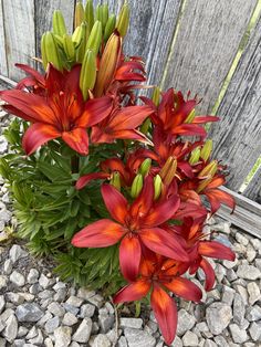 red and green flowers growing out of the ground