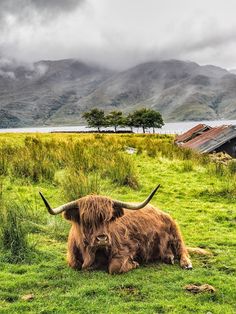 an animal that is laying down in the grass