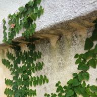 green plants growing on the side of a building