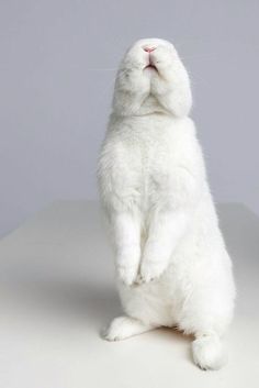 a white cat sitting on its hind legs