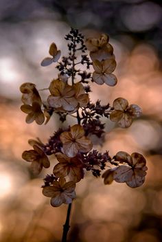 a close up of a flower with blurry background