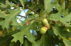 the green fruit is growing on the tree