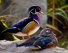 two colorful birds sitting on top of a rock