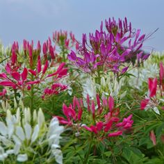 the flowers are blooming all over the field