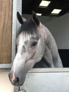 a gray horse sticking its head out of a stall