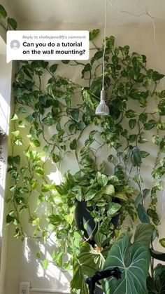 Starting with StyleBeginner-Friendly Hanging Plant Decor Pothos Plant Decor, Pothos Vine, Indoor Vines, Plant Care Houseplant, Hanging Plant Wall, Inside Plants, Pothos Plant