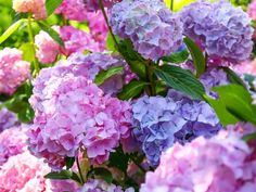 pink and purple flowers with green leaves in the background