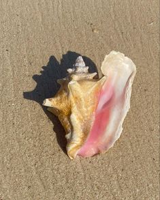 a sea shell on the sand with its pink and white stripe in it's center