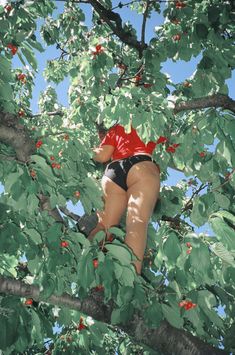 a woman in a red shirt and black panties climbing up a tree branch with cherries on it