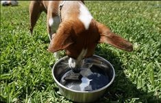 a brown and white dog drinking water out of a metal bowl on the green grass