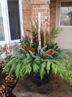 a potted plant with pine cones and ferns