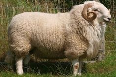 a ram standing in the grass behind a fence