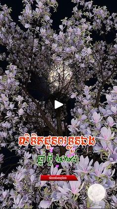 a tree with purple flowers in front of it and an image of a full moon behind it