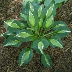 a close up of a plant on the ground