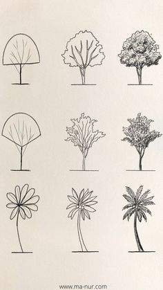 an image of different types of trees drawn in ink on paper with the words, tree drawing