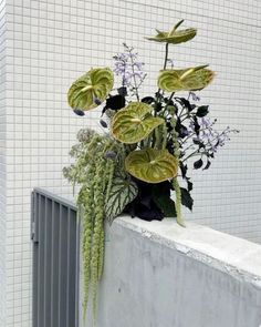 there is a plant that is on the ledge in front of a white tiled wall