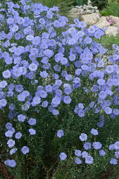 some blue flowers are growing in the grass