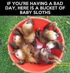 three toed sloths in a red bowl with the caption beppo nen