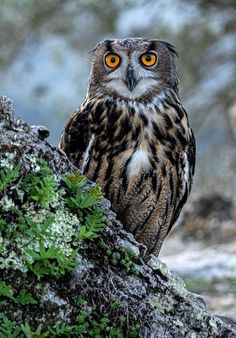 an owl sitting on top of a tree branch next to some green plants and rocks