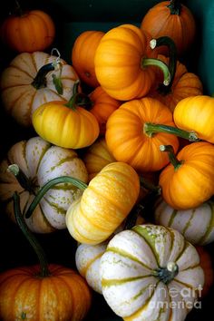 a bunch of pumpkins that are sitting together