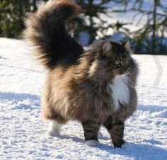 a fluffy cat standing in the snow