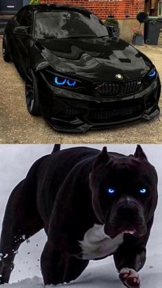 an image of a black car with blue eyes and the same color as it looks