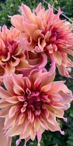 two large pink flowers are in a vase