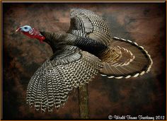 a turkey is flying in the air with it's feathers spread out and its head turned to the side