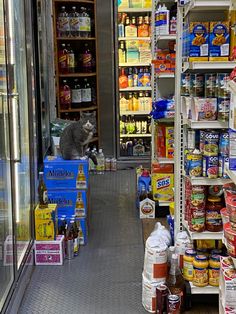 a cat sitting on top of a cart in a grocery store filled with food and condiments