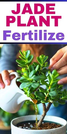 someone pouring water into a potted plant with the words jade plant fertilize